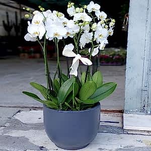 10brunch-orchid-turkey-1.jpg