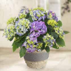 5067-blaue-hortensie-im-seegraskorb.png
