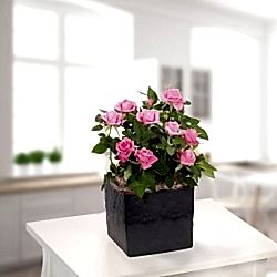 5170-rosa-rose-im-topf.png