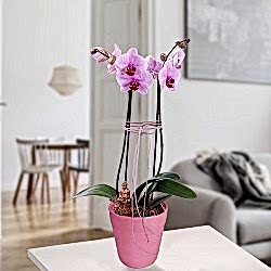 5178-pinke-orchidee-mit-buddha-stecker.png