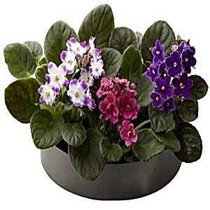african-violets-in-ceramic-bowl-111264_1024x1024.jpg