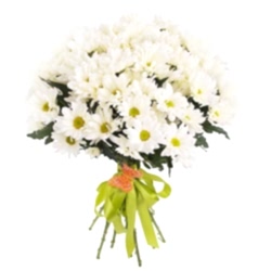 bunch_white_crysanthemus_daisies.jpg