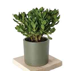 crassula-ovata-parasans-sukulenti-xlarge_500.jpg