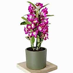 dendrobium-kokulu-orkide_500.jpg