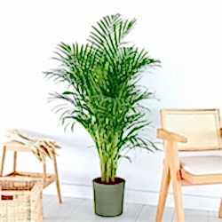 dypsis-lutescens-areka-palmiyesi_500.jpg