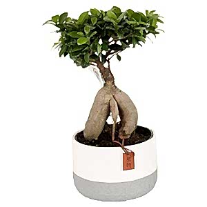 ficus-microcarpa-45cm-791085_1024x1024.jpg