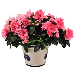 pianta_azalea.jpg