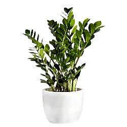 pianta_verde_zamioculas.jpg