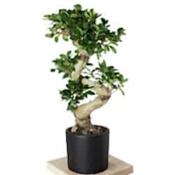 s-govdeli-bonsai-agaci-large_500.jpg