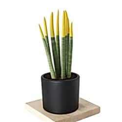 sansevieria-yellow-renkli-pasa-kilici-sari_500.jpg