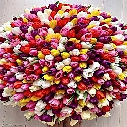 tulips.jpg